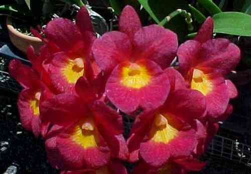 Cattleytonia Why Not 'Roundabout' AM-AOS